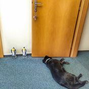 Kancelář hlídají osobní strážci. Fauna gang. 