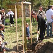 Oblezena Bara Kodetova sazi Katalpu